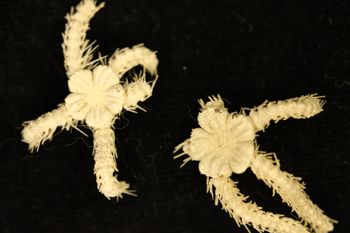 Media type: image;   Invertebrate Zoology OPH-2047